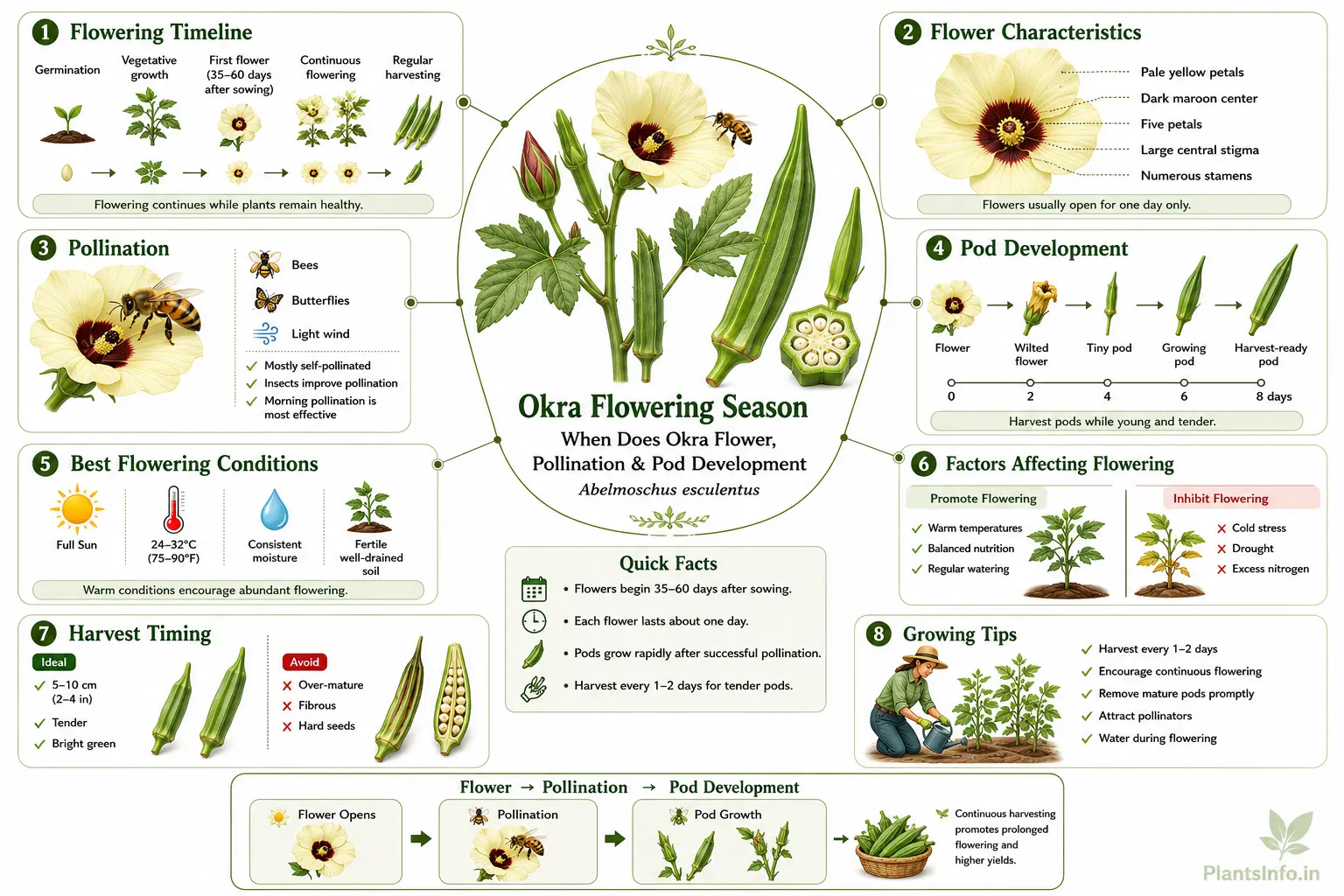 Educational infographic showing the flowering season of okra (Abelmoschus esculentus), including flowering timeline, flower anatomy, pollination, pod development, ideal harvest stage, growing conditions, and cultivation tips.