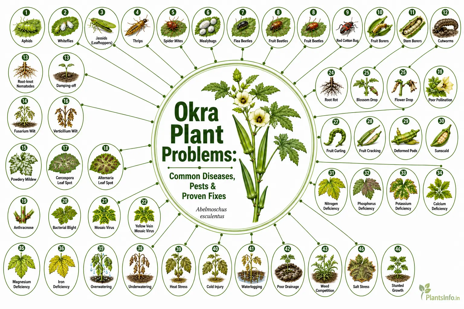 Botanical infographic showing common okra plant problems, including diseases, pests, nutrient deficiencies, environmental stress, and proven fixes for healthy Abelmoschus esculentus plants.