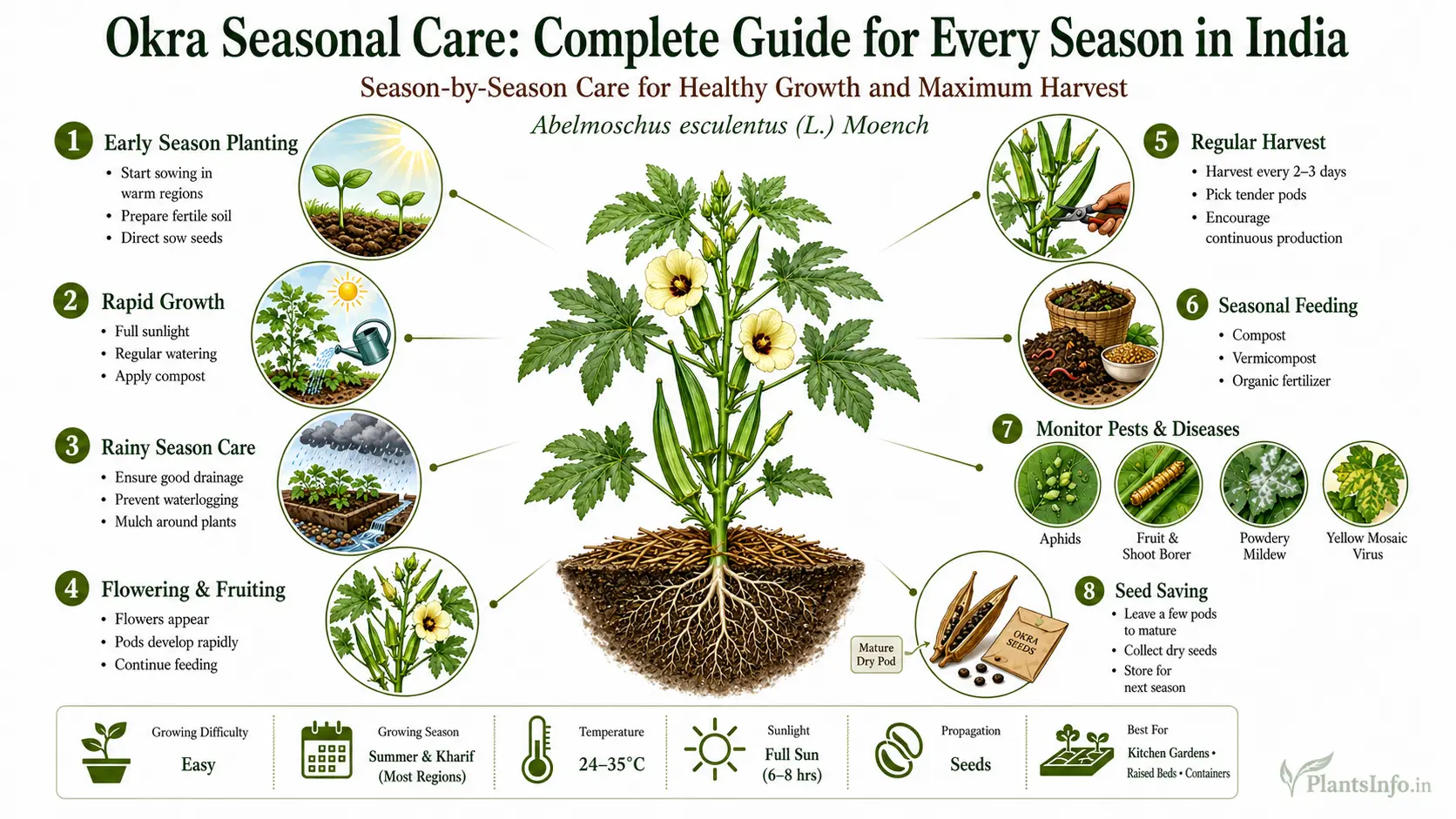 Seasonal care infographic for okra (Lady's Finger) showing early planting, rapid growth, rainy season care, flowering, harvesting, fertilization, pest management, and seed saving for successful cultivation in India.