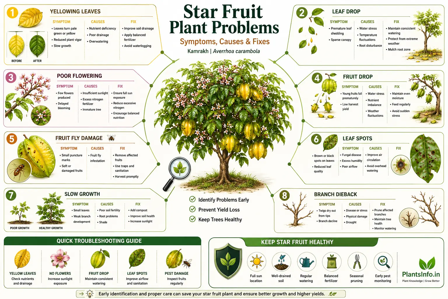 Star Fruit plant problems infographic showing yellow leaves, fruit drop, poor flowering, leaf spots, fruit fly damage, slow growth, branch dieback, and practical solutions for Averrhoa carambola.