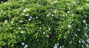 Pinwheel flower plant - Tabernaemontana divaricata