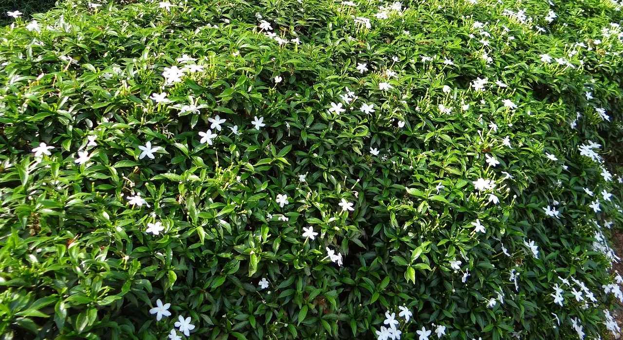 Pinwheel flower plant - Tabernaemontana divaricata