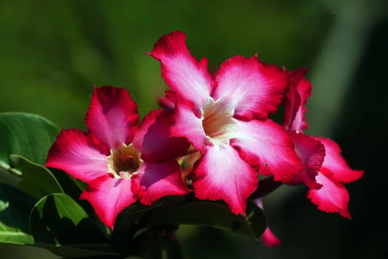 adenium obesum desert rose live plant