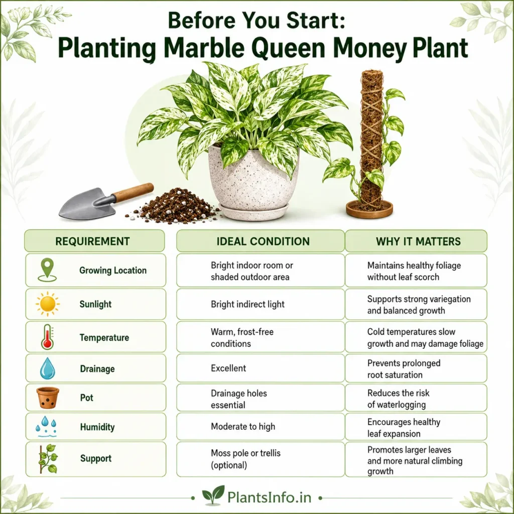 Before You Start: Planting Marble Queen Money Plant infographic showing ideal growing conditions, sunlight, temperature, drainage, humidity, pot selection, and moss pole support for healthy growth.