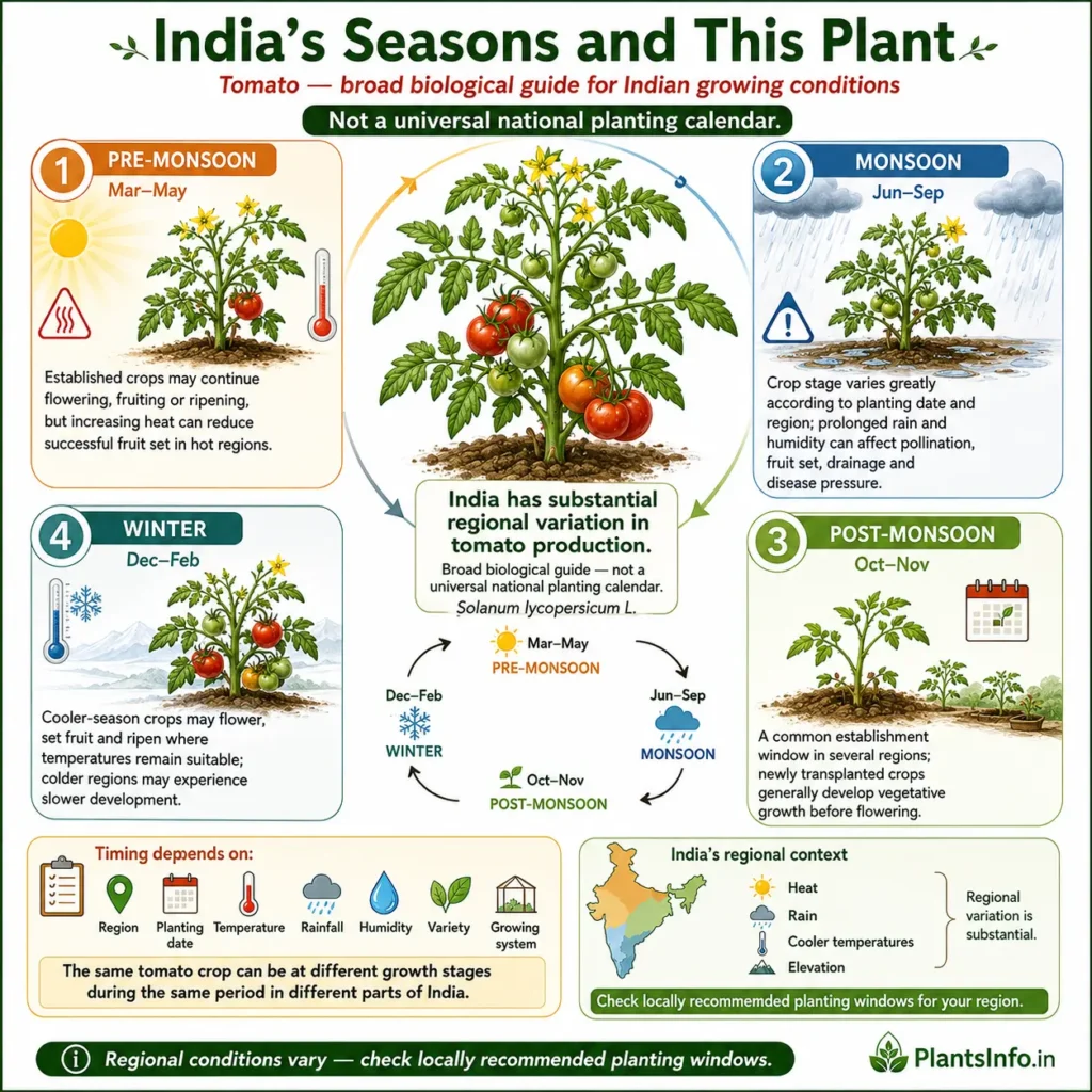 India’s tomato seasons guide showing pre-monsoon, monsoon, post-monsoon and winter growing conditions, with regional variation in flowering, fruiting and ripening.