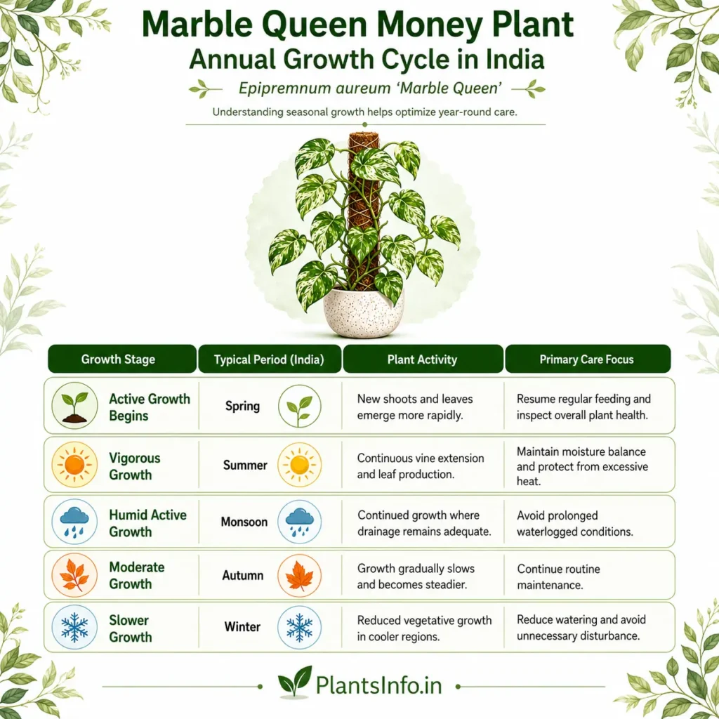 Annual growth cycle infographic of Marble Queen Money Plant (Epipremnum aureum 'Marble Queen') in India showing seasonal growth stages, plant activity, and recommended care throughout spring, summer, monsoon, autumn, and winter.