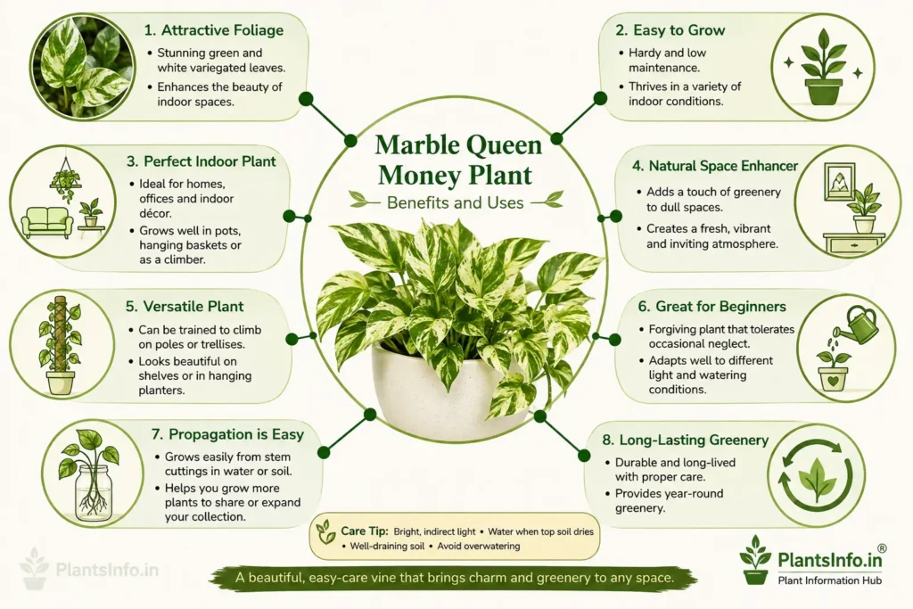 Botanical infographic of Marble Queen Money Plant showing its benefits, indoor uses, easy care, propagation, and decorative value.