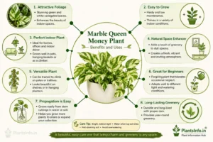 Botanical infographic of Marble Queen Money Plant showing its benefits, indoor uses, easy care, propagation, and decorative value.