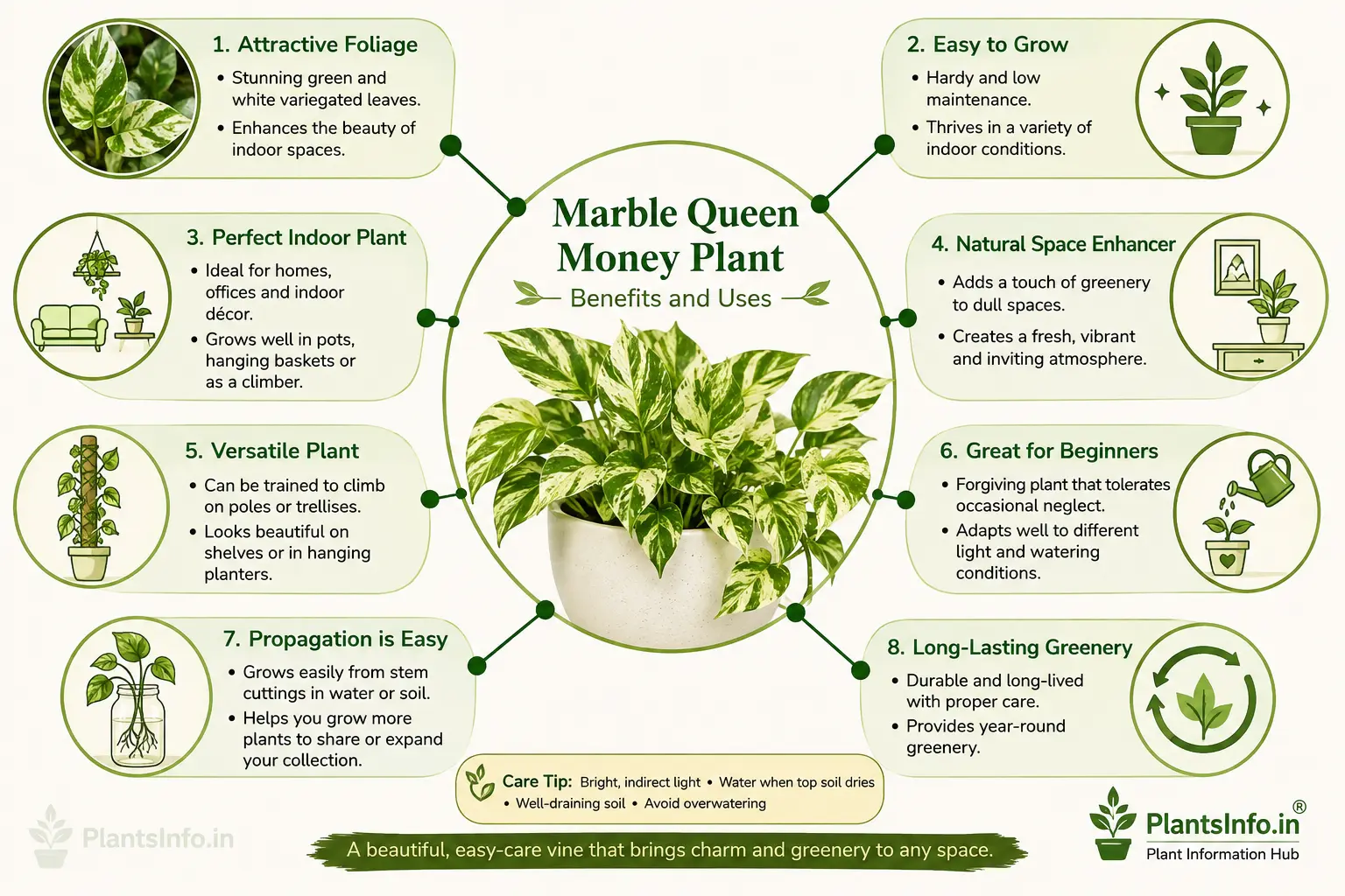 Botanical infographic of Marble Queen Money Plant showing its benefits, indoor uses, easy care, propagation, and decorative value.