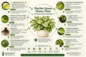 Marble Queen Money Plant problems and diseases guide showing yellow leaves, brown tips, root rot, pests, leaf spots, and drooping.