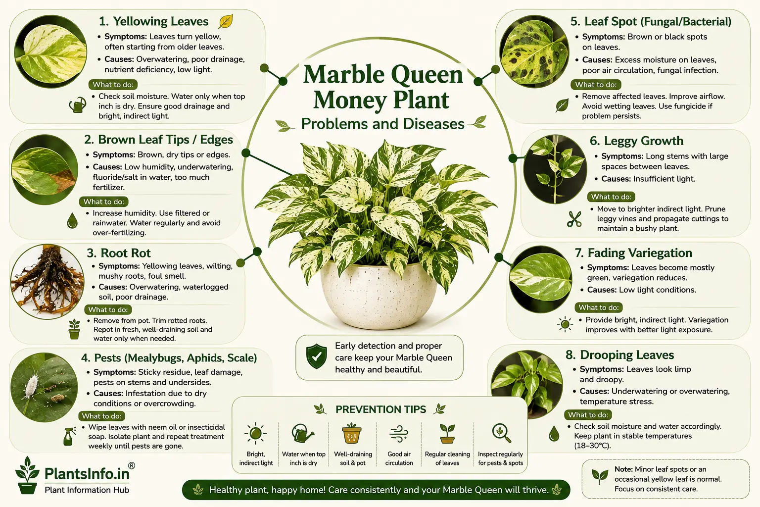 Marble Queen Money Plant problems and diseases guide showing yellow leaves, brown tips, root rot, pests, leaf spots, and drooping.