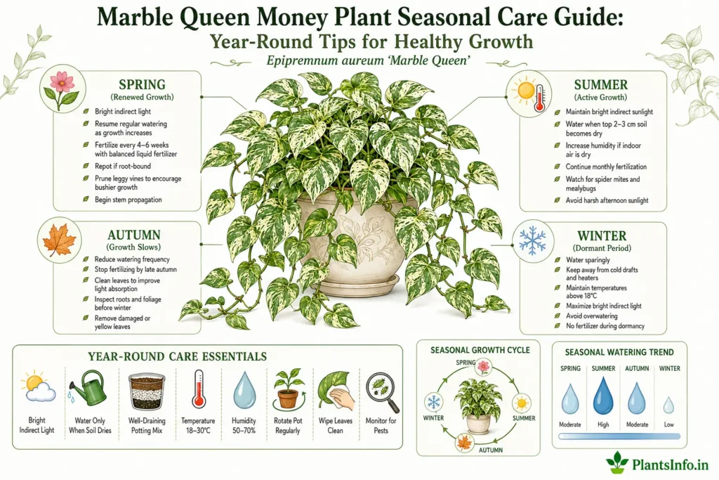 Botanical infographic showing the Marble Queen Money Plant (Epipremnum aureum 'Marble Queen') seasonal care guide with spring, summer, autumn, and winter care tips, year-round maintenance essentials, growth cycle, and seasonal watering recommendations.
