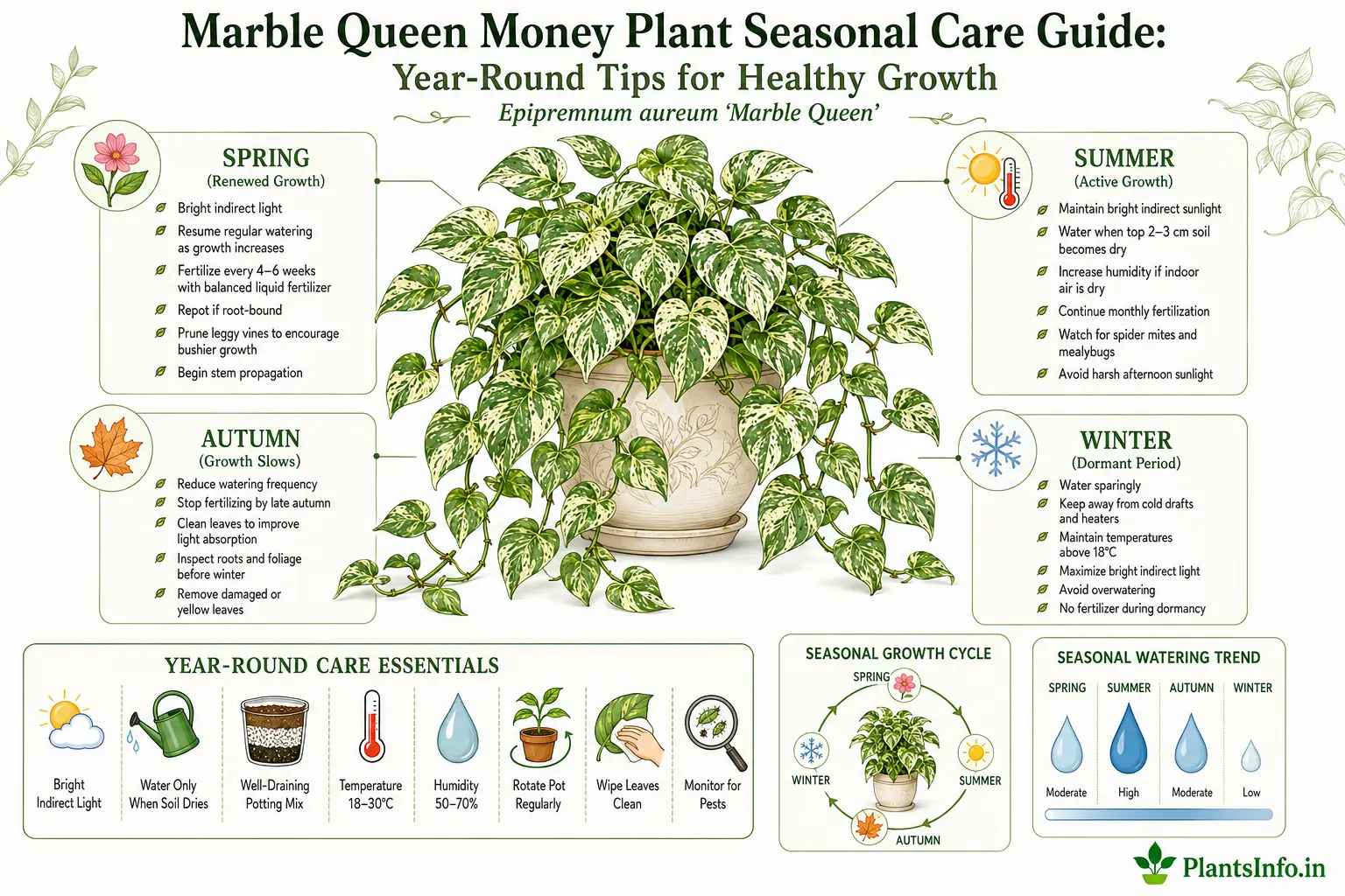 Botanical infographic showing the Marble Queen Money Plant (Epipremnum aureum 'Marble Queen') seasonal care guide with spring, summer, autumn, and winter care tips, year-round maintenance essentials, growth cycle, and seasonal watering recommendations.