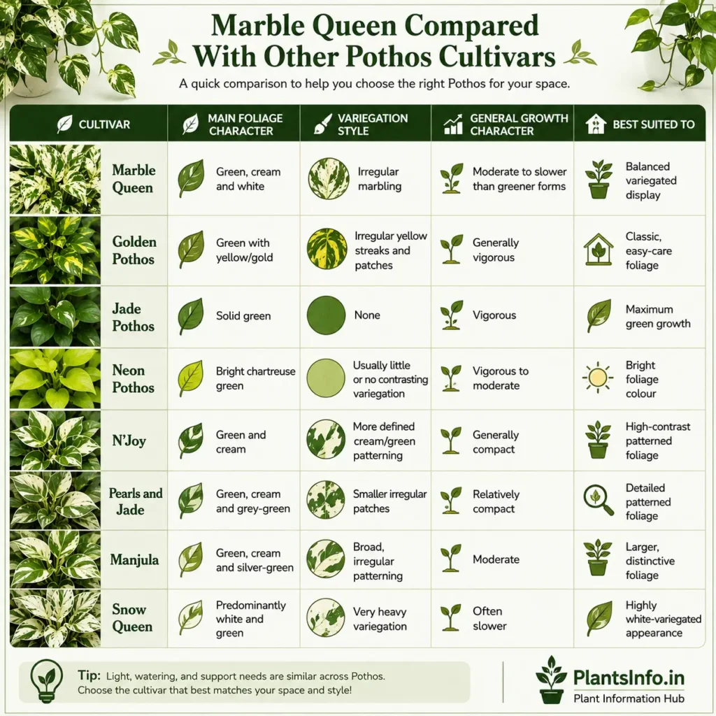 Marble Queen compared with Golden, Jade, Neon, N’Joy, Pearls and Jade, Manjula, and Snow Queen Pothos cultivars.