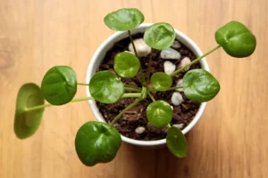 Pilea peperomioides Diels live plant