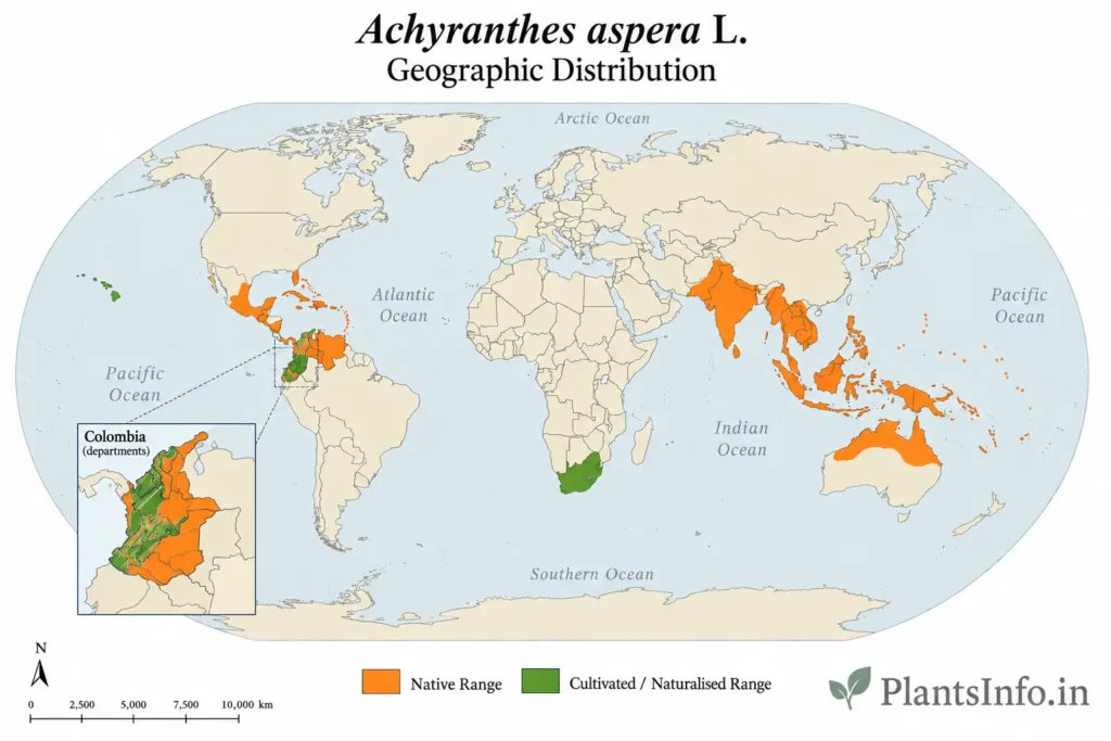 World distribution map of Achyranthes aspera L. showing documented native and cultivated/naturalised geographic range.
