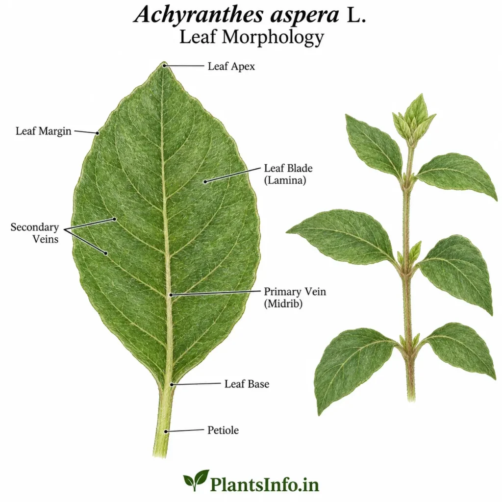 Botanical illustration of the leaf morphology of Achyranthes aspera L. showing a simple opposite leaf, leaf shape, venation, apex, base, margin, petiole, and surface characteristics.