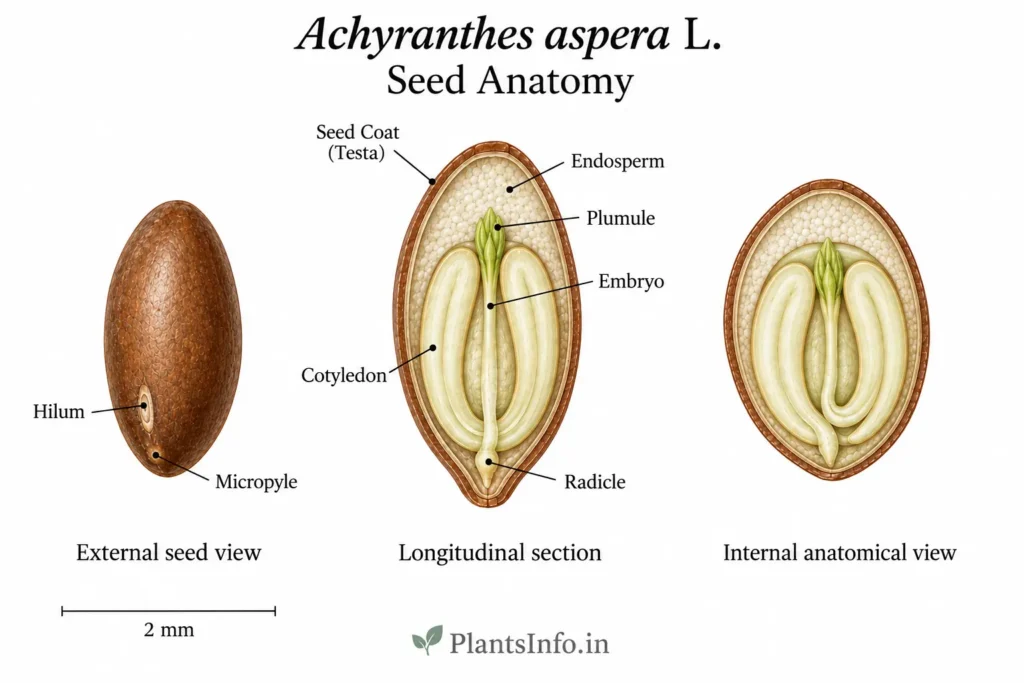 Botanical illustration of the seed anatomy of Achyranthes aspera L. showing external and internal seed structures.