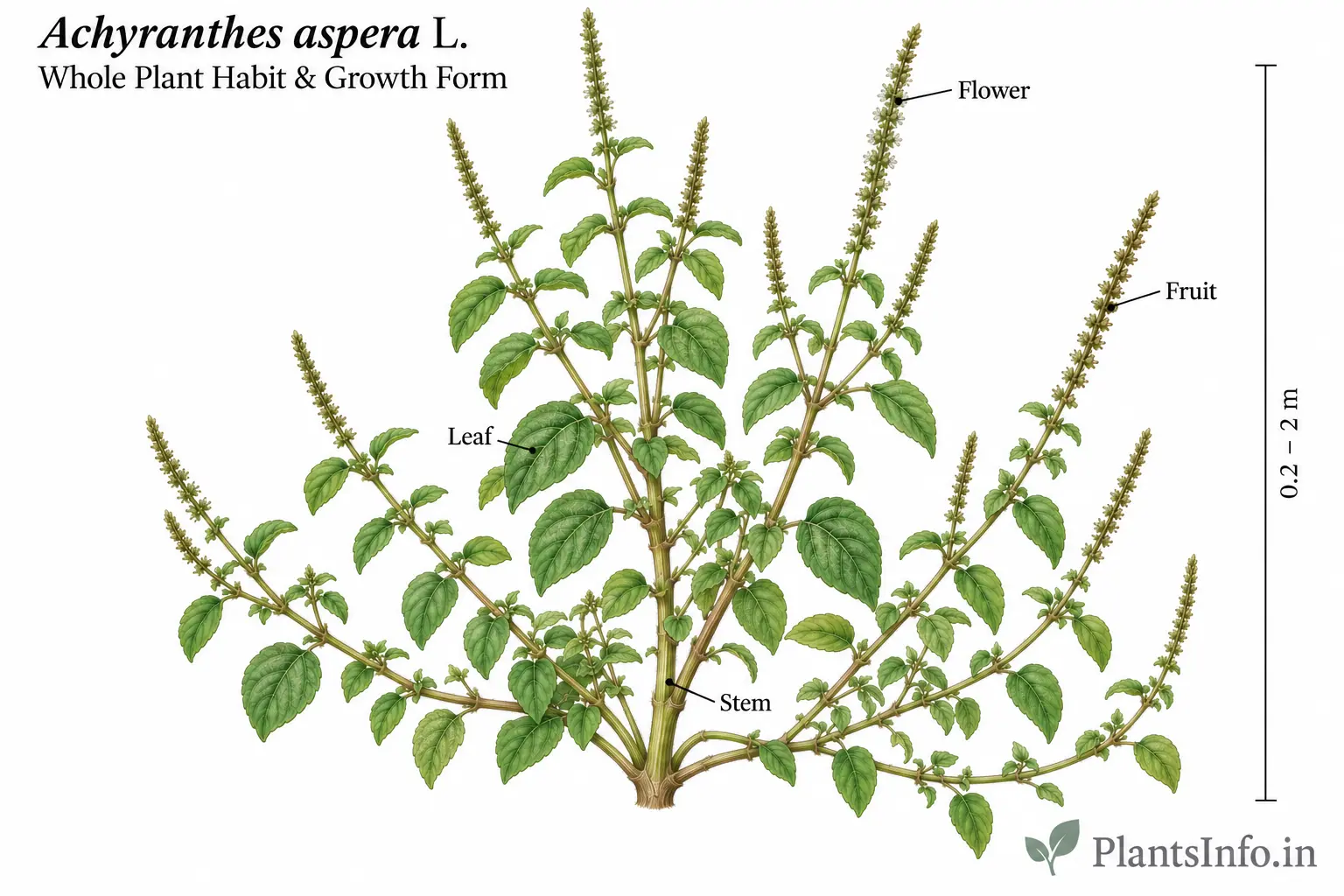 Botanical illustration of the whole plant habit and growth form of Achyranthes aspera L. showing mature appearance and structural characteristics.