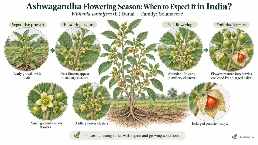 Ashwagandha flowering season in India showing flower buds, greenish-yellow flowers, berries, and enlarged calyx