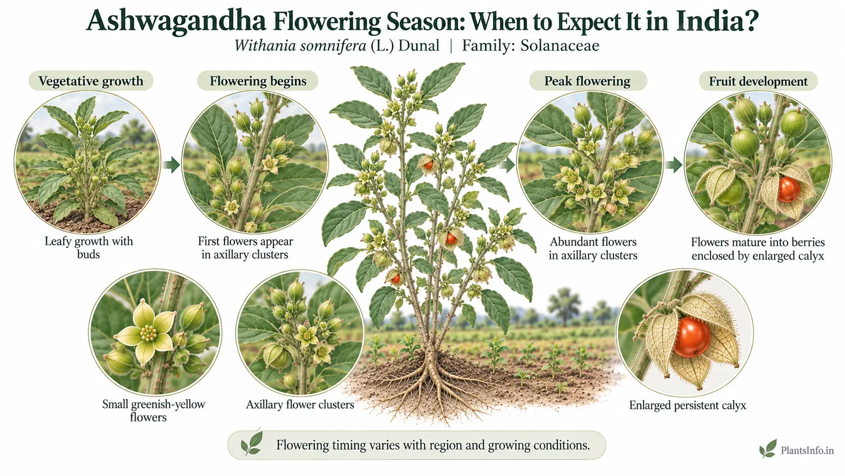 Ashwagandha flowering season in India showing flower buds, greenish-yellow flowers, berries, and enlarged calyx