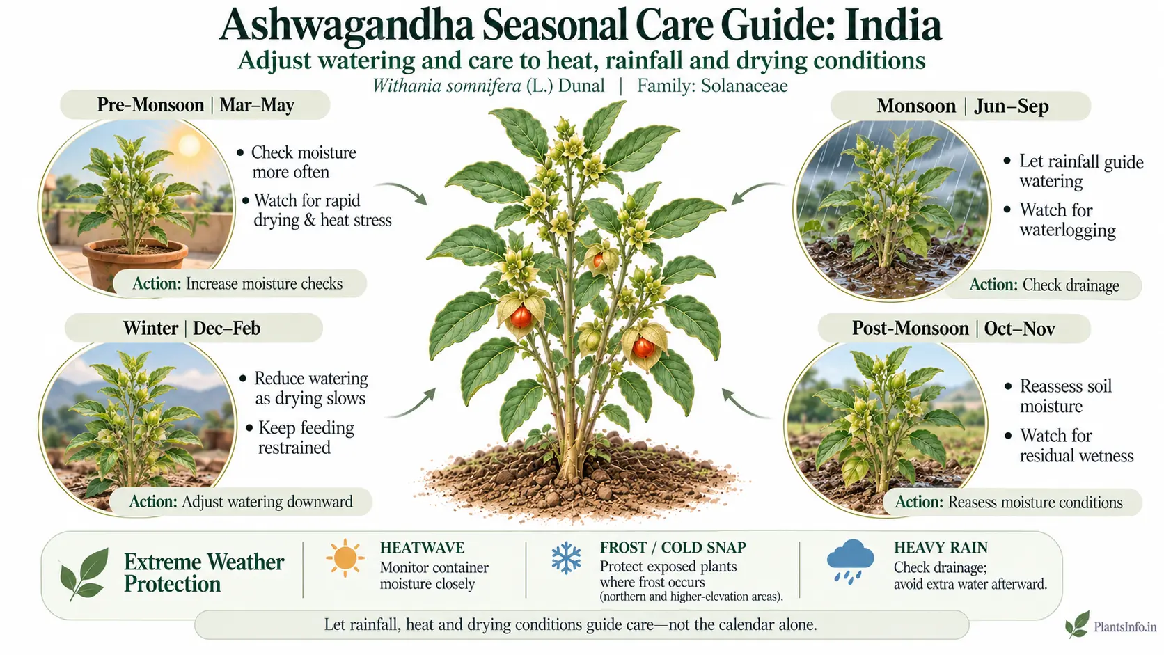 Ashwagandha seasonal care guide for India covering pre-monsoon, monsoon, post-monsoon and winter care.