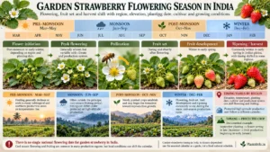 Garden strawberry flowering season in India showing flowering, pollination, fruit set, fruit development and harvest timing