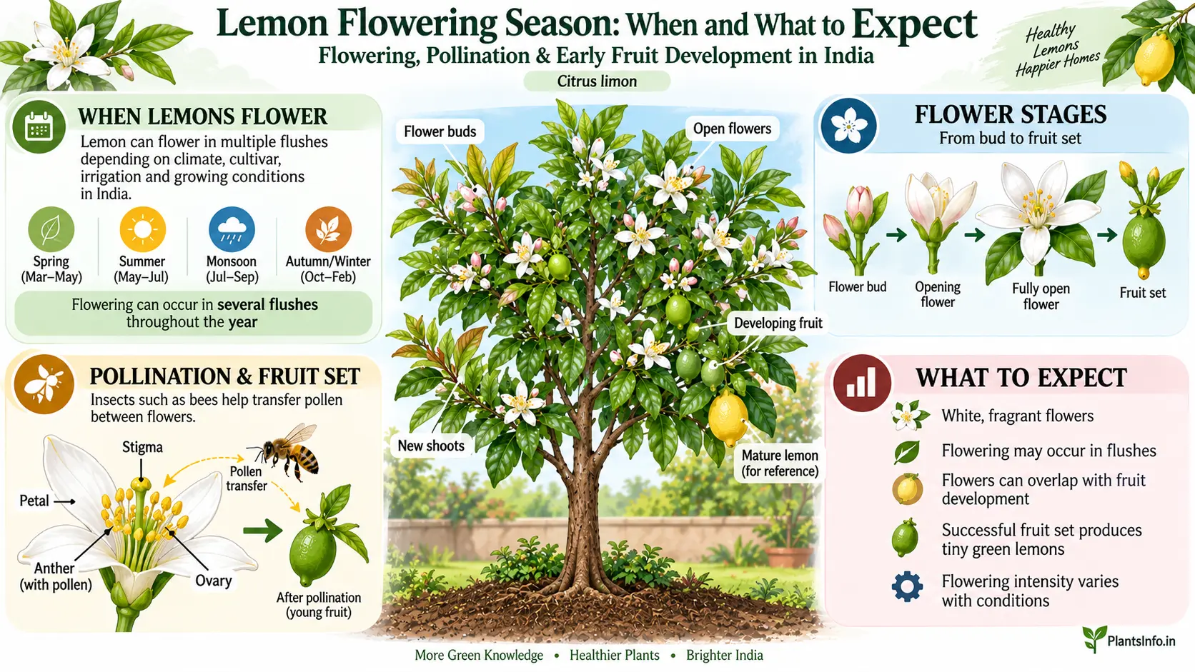 Lemon (Citrus limon) flowering season guide showing flower stages, pollination, fruit set, and flowering flushes in India.