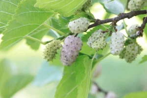 White Mulberry (Morus alba L.) fruit