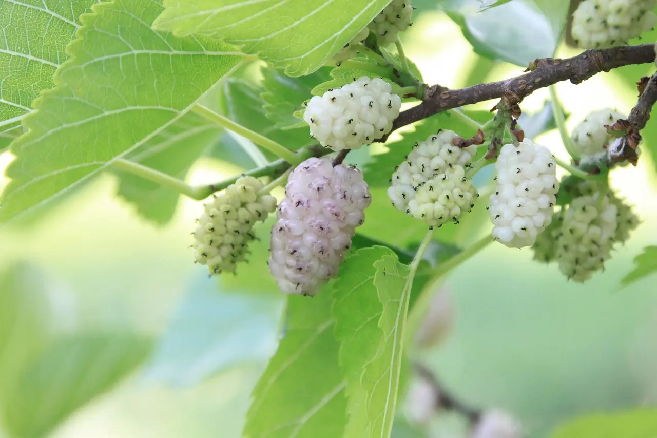 White Mulberry (Morus alba L.) fruit