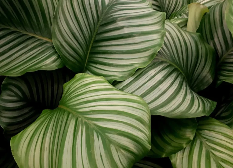 Goeppertia orbifolia - Round-leaved calathea live plant