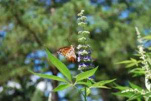 Nirgundi Vitex negundo live plant
