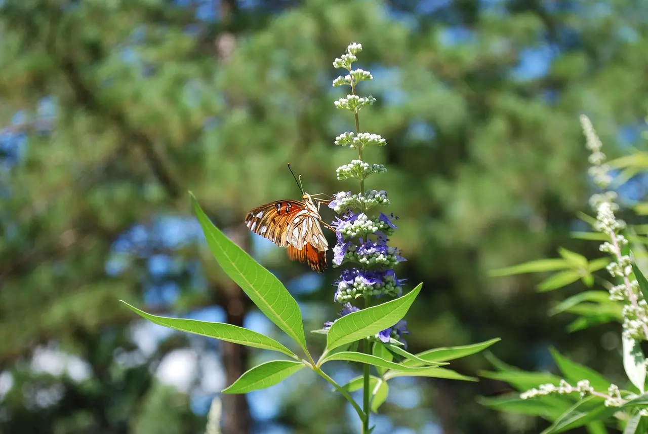 Nirgundi Vitex negundo live plant