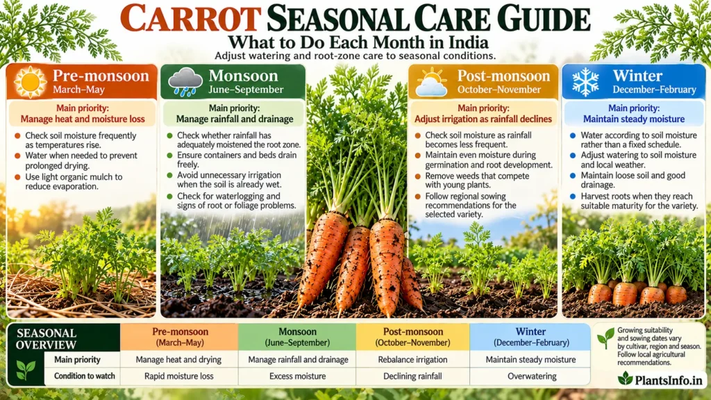 Carrot seasonal care guide for India showing pre-monsoon, monsoon, post-monsoon and winter care, including watering, moisture management, drainage and harvesting.