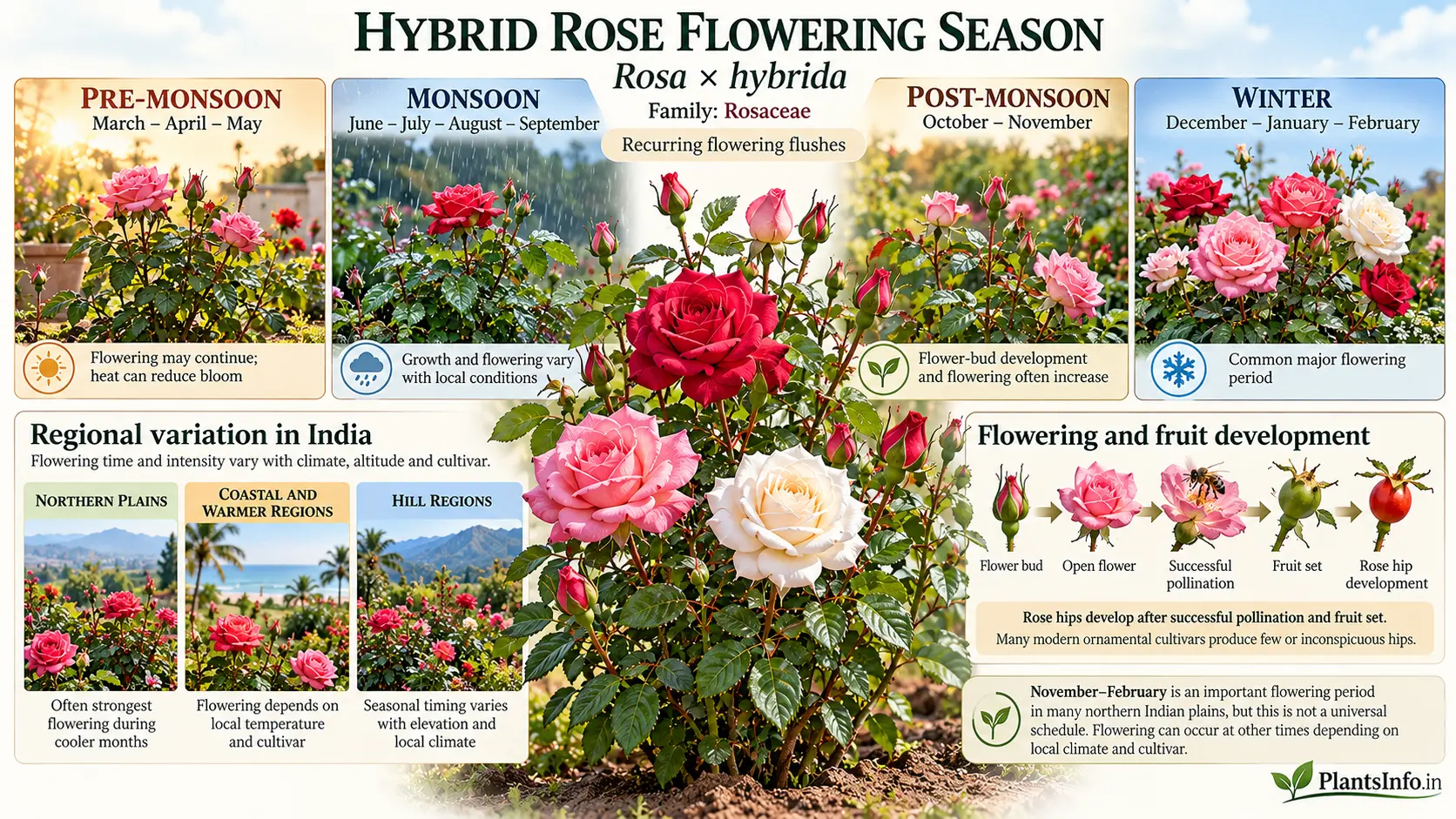 Hybrid rose flowering season in India showing seasonal bloom patterns, winter flowering, regional climate variations, flower buds, and rose hip development.
