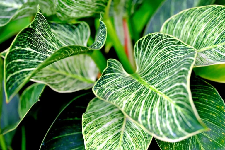 Philodendron ‘Birkin’ live plant leaves
