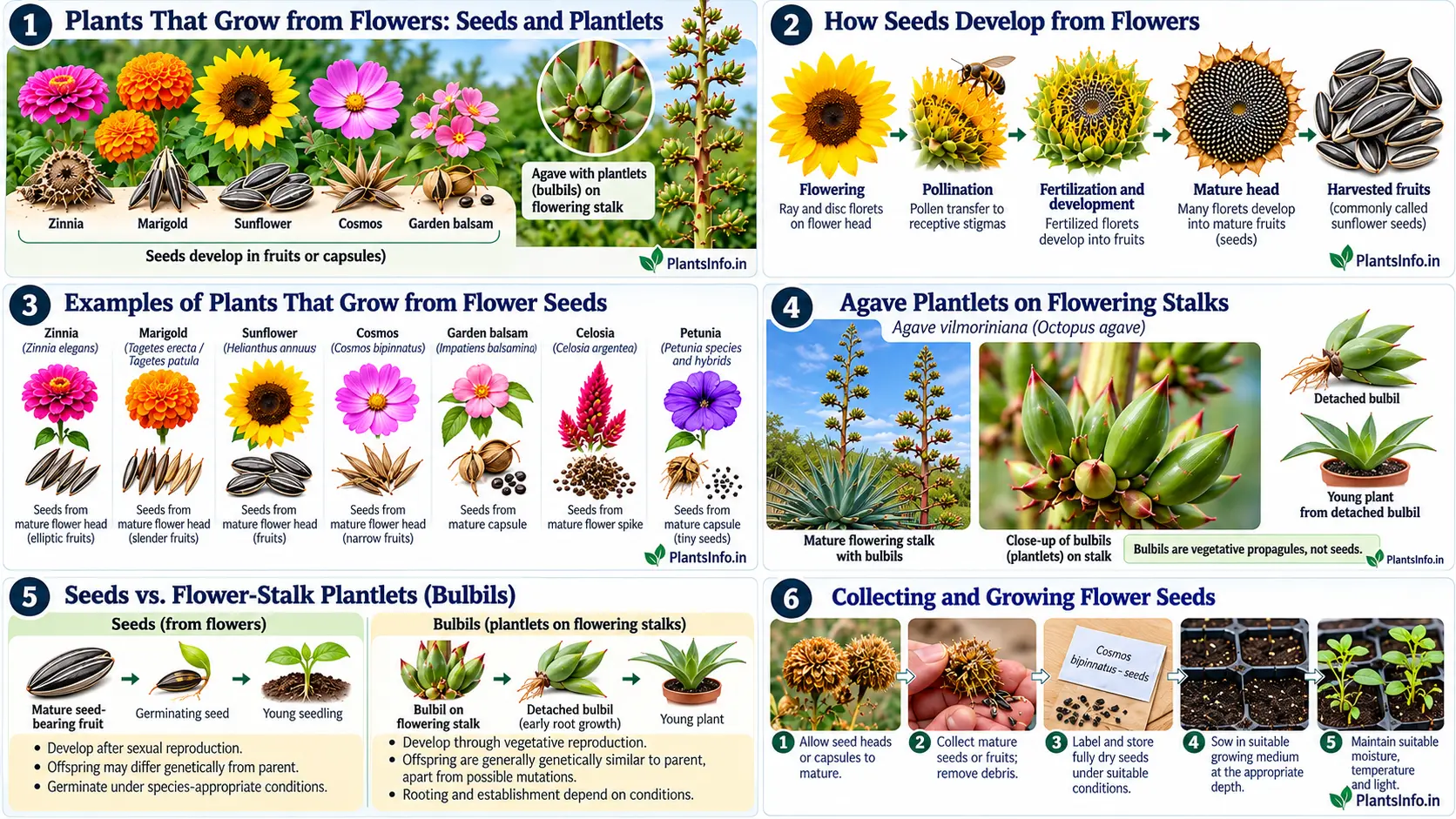 Infographic comparing flower-produced seeds in zinnia, marigold, sunflower, cosmos, and other garden flowers with vegetative bulbils produced on the flowering stalk of octopus agave.