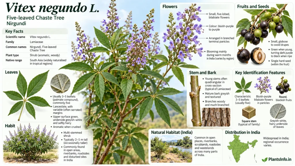 Botanical atlas of Vitex negundo L. showing its woody shrub habit, palmately compound leaves with three to five leaflets, bluish-purple flowers in terminal panicles, dark mature drupes, stem and bark characteristics, habitat, and distribution in India.